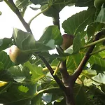 Ξενοδοχείο Helios Βουδαπέστη
