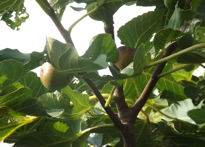 Ξενοδοχείο Helios Βουδαπέστη