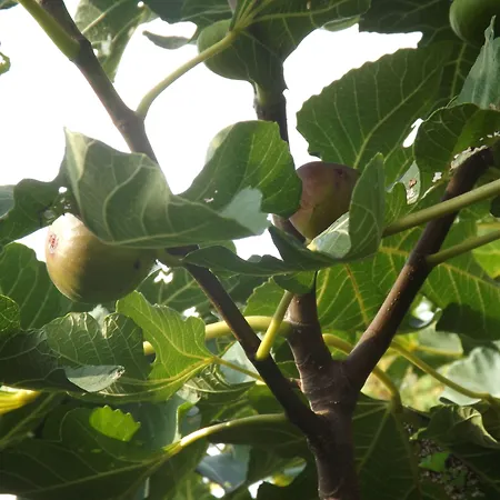 Hotel Helios Budapeszt